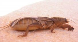 Mole Cricket Treatment Lawnpro